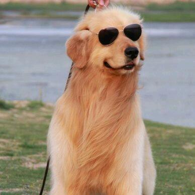 立刻宠物(养户)