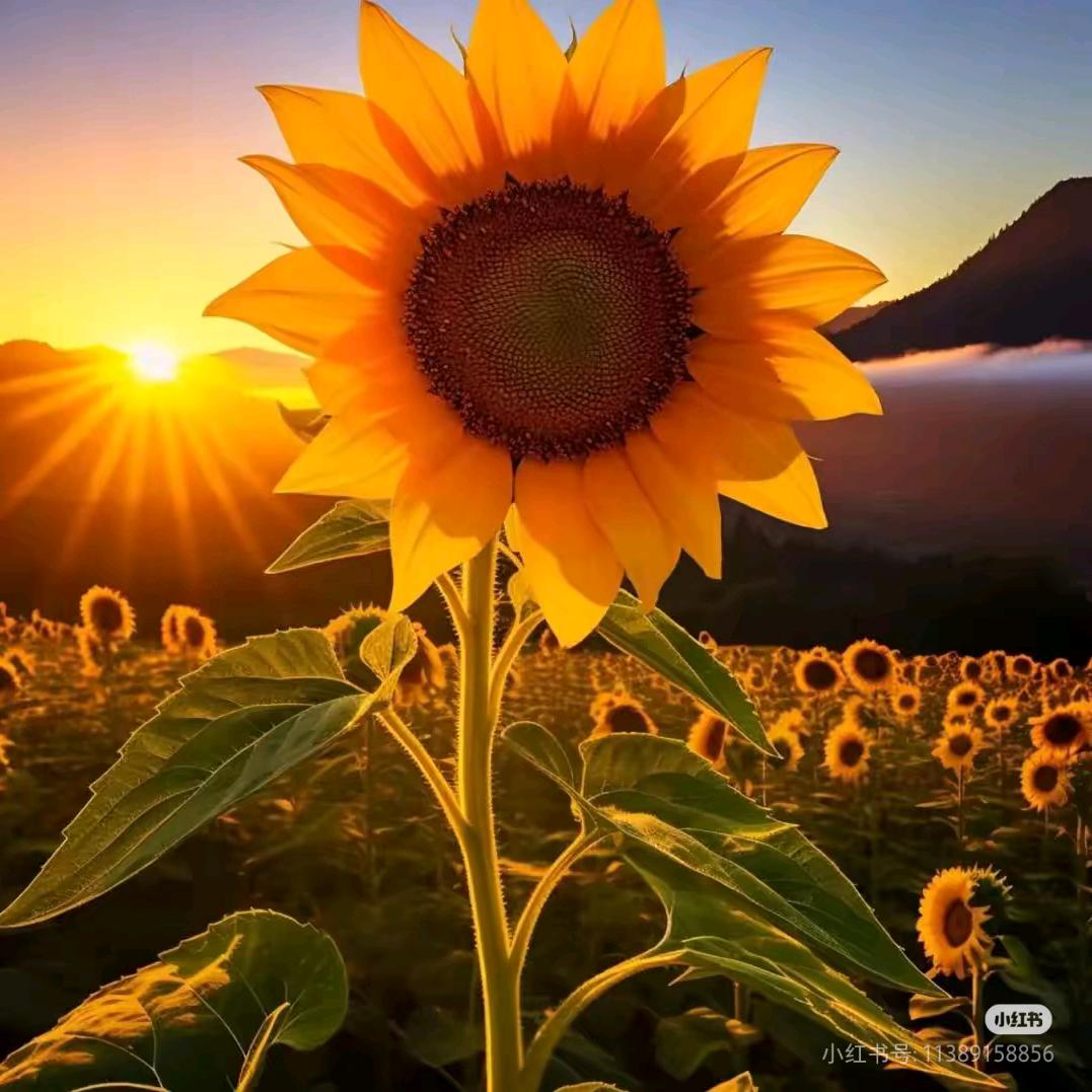 🌻如懿618🌻（米宝宝）