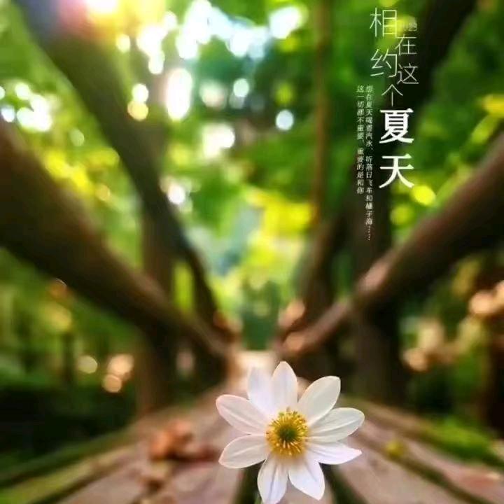 半夏