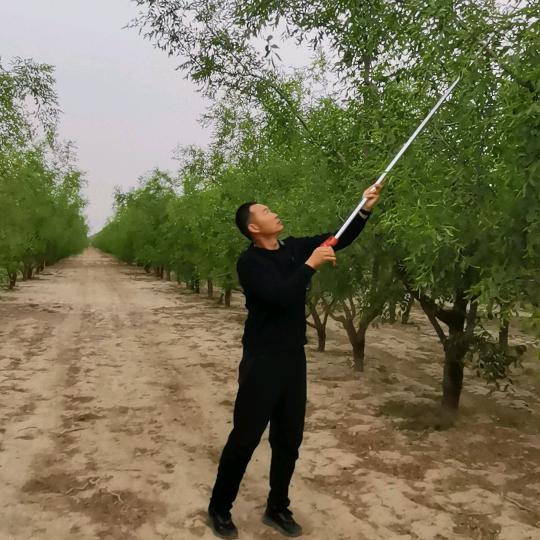 疆香果（自家果味）