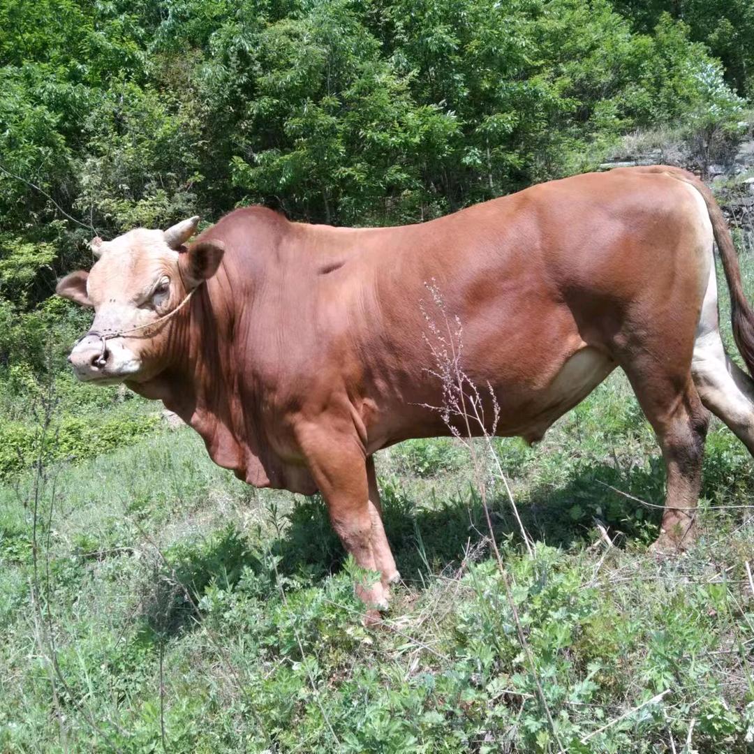 白河县城关镇贵涛幸福牛羊肉店