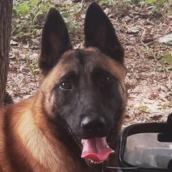 免费纠正小型犬坏毛病