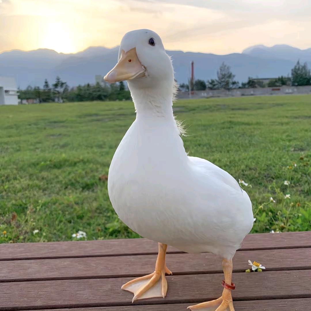 零零幺