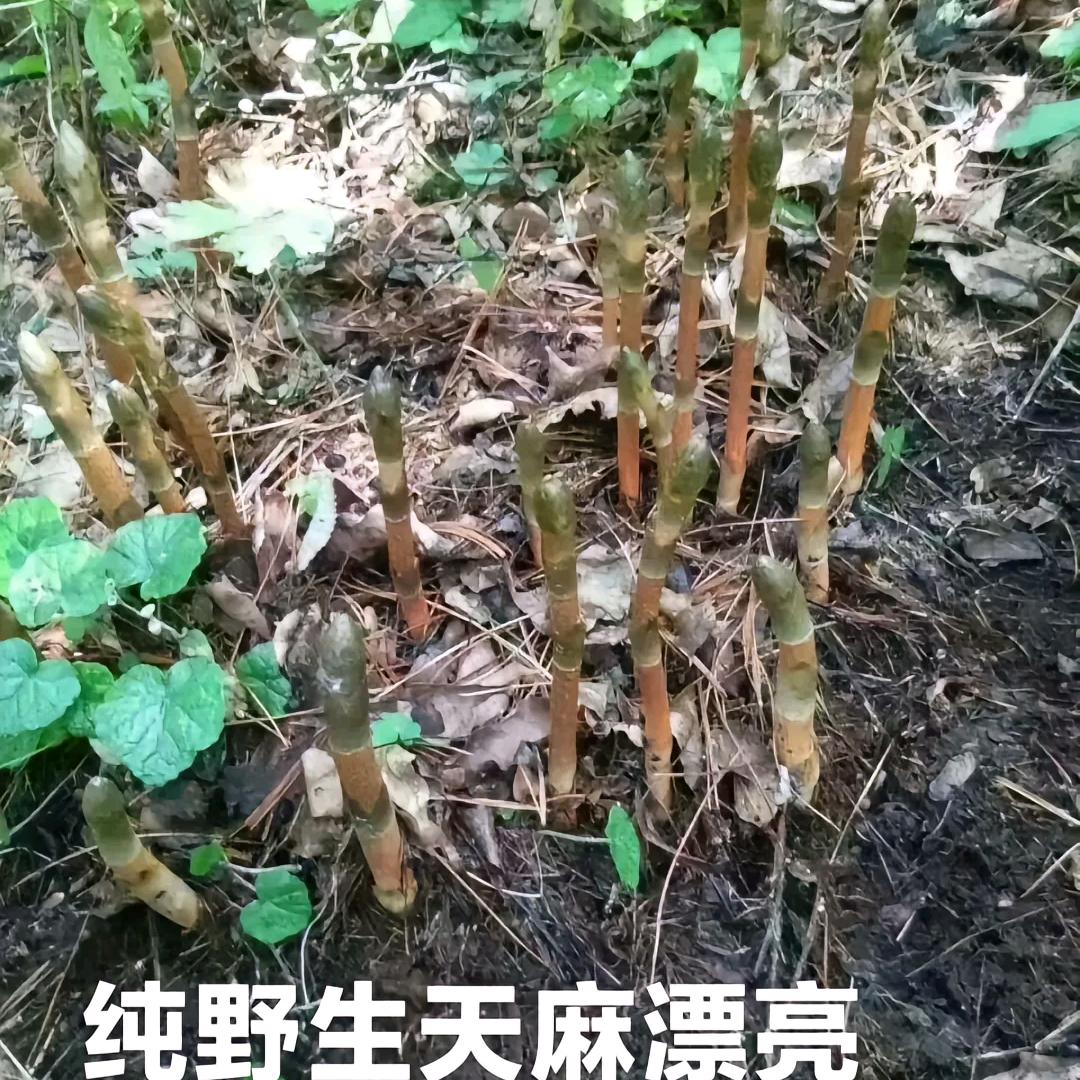 专业唢呐大鼓。邹幺妹，钻山甲
