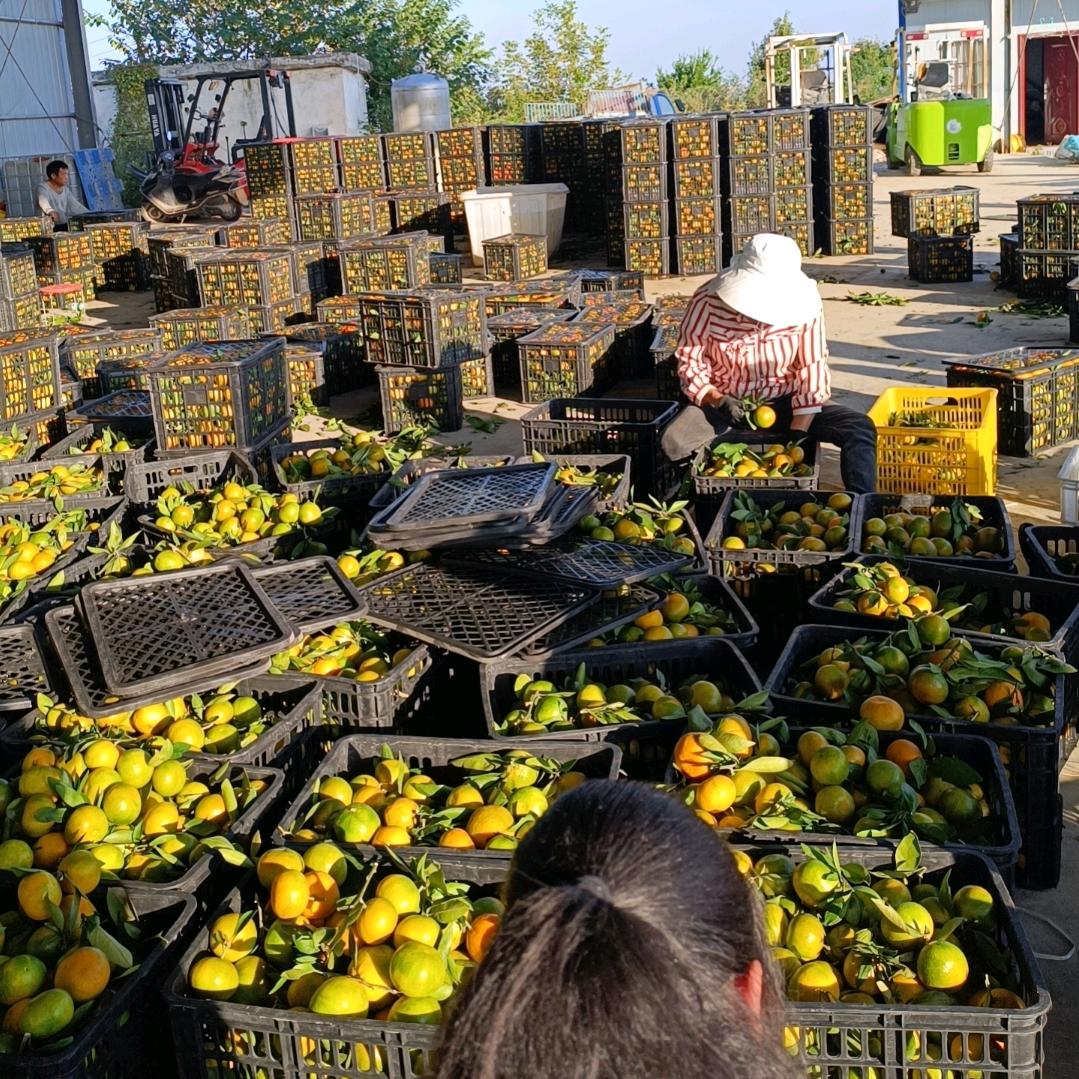 橘子交易市场（代办）🍊