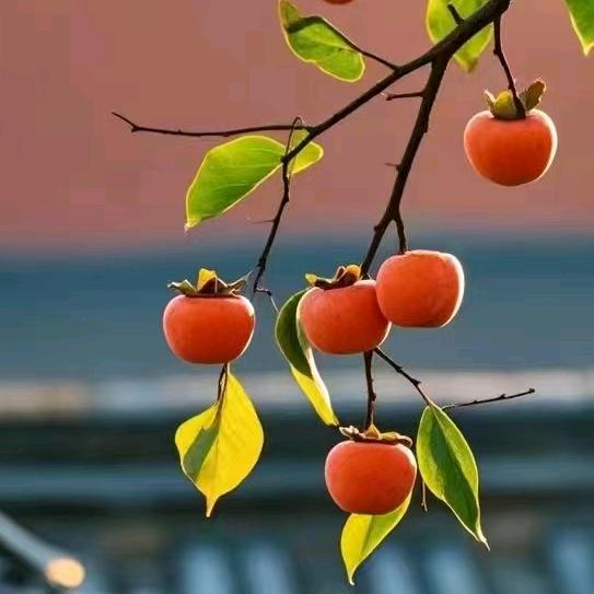 笑谈命理莫认真！