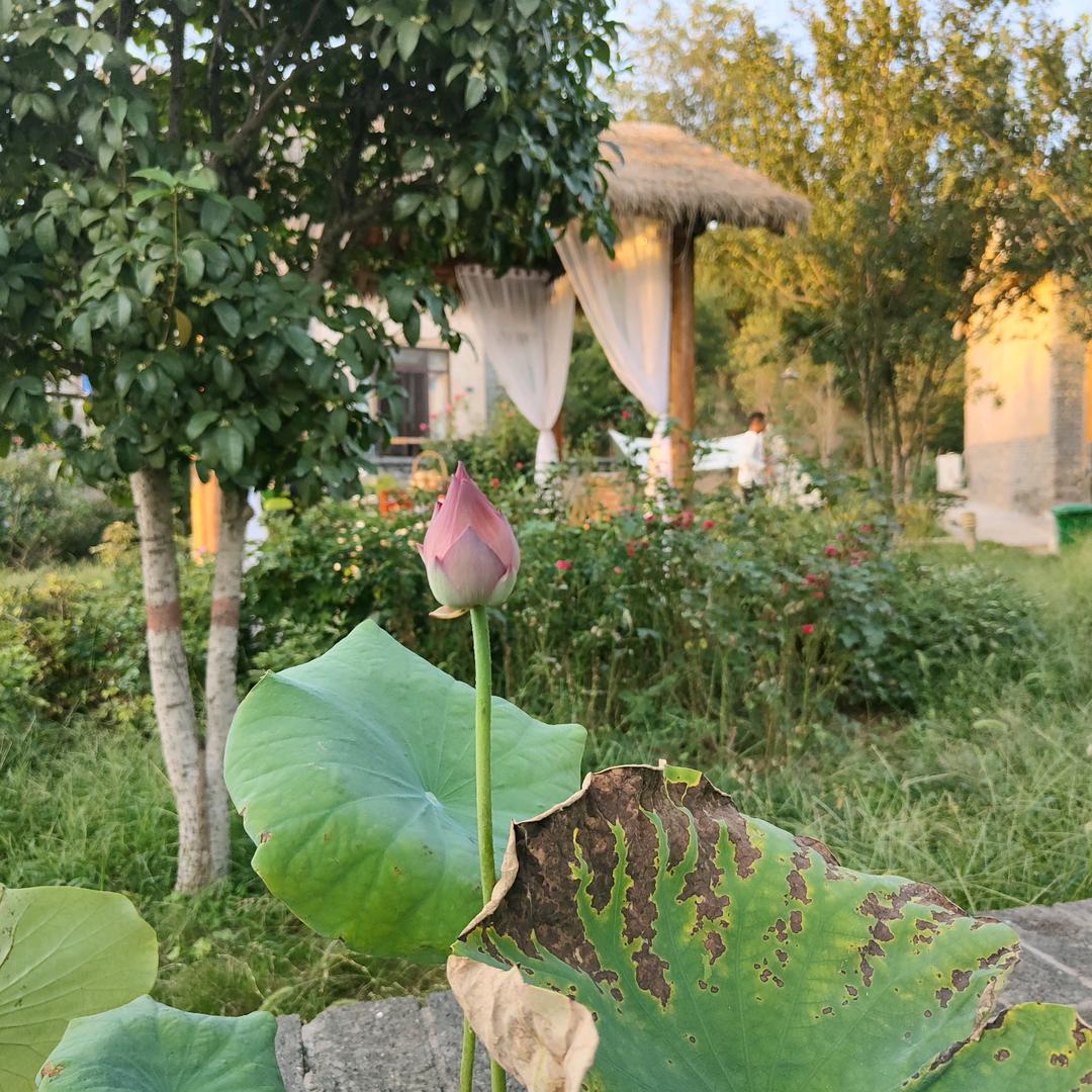 牛