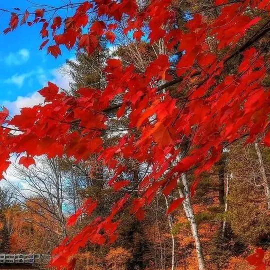 半夏半暖半倾城