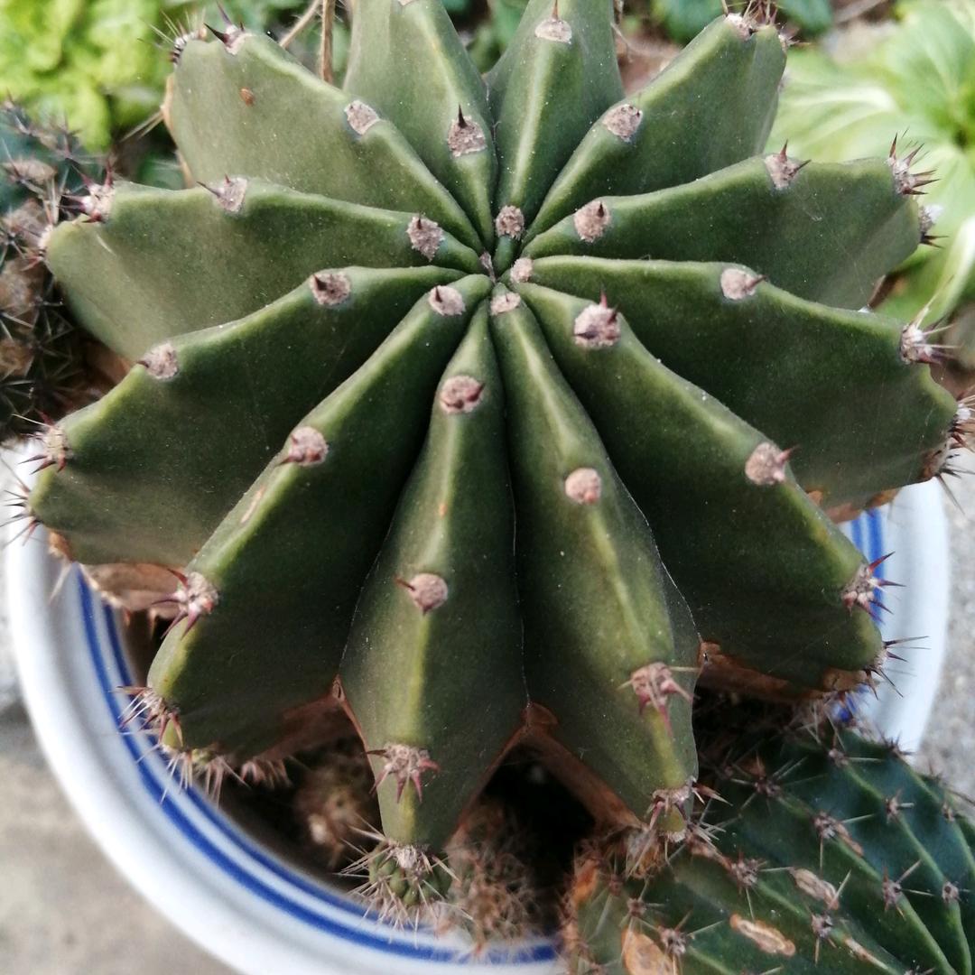 恩得