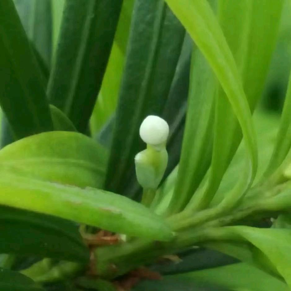 绥阳杨四郎