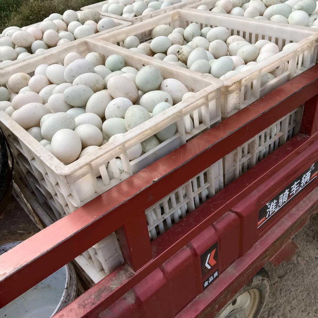 鸭妹妹（新农人）