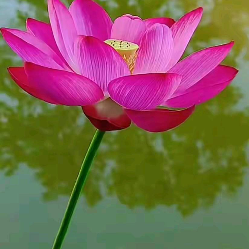 🌱ℳ̶̶̶̶♡̶҉浅笑不语ℳᥫ🍀