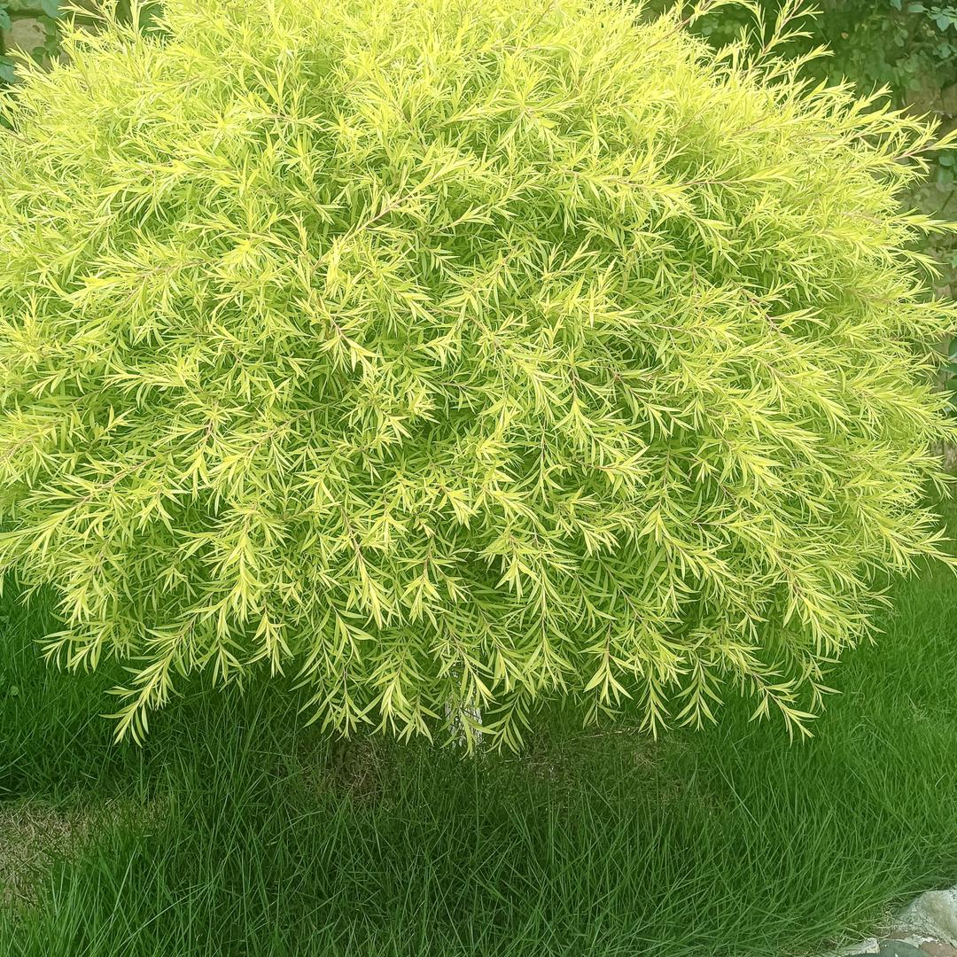 黎宝