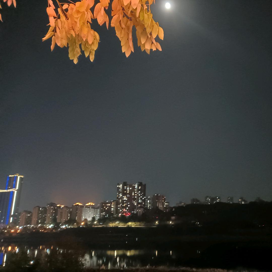 秋叶子🍂