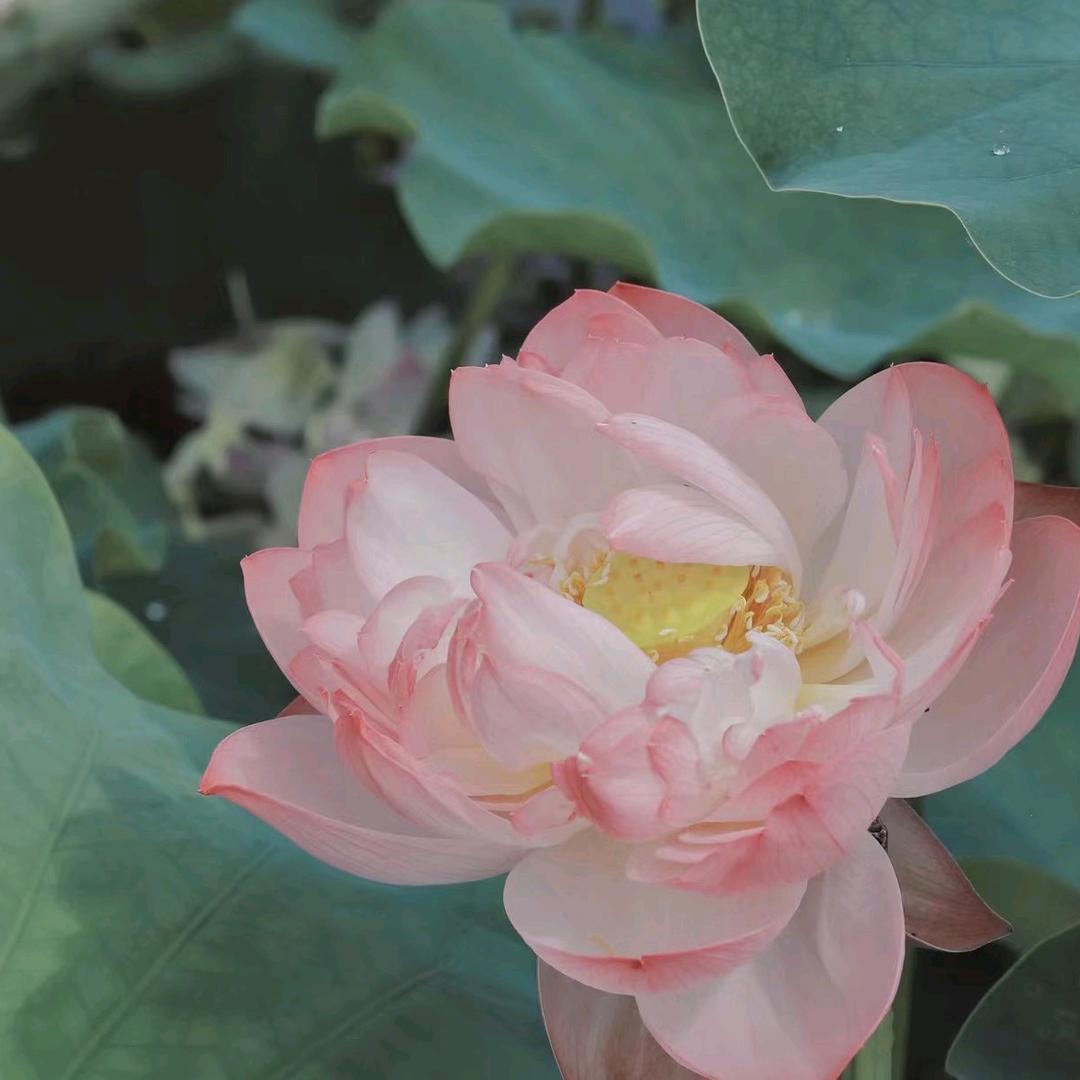 好运莲莲¥