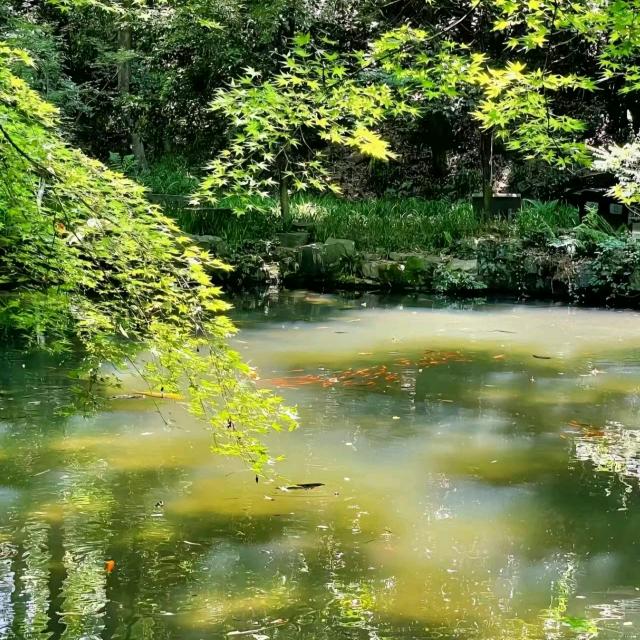 海棠花