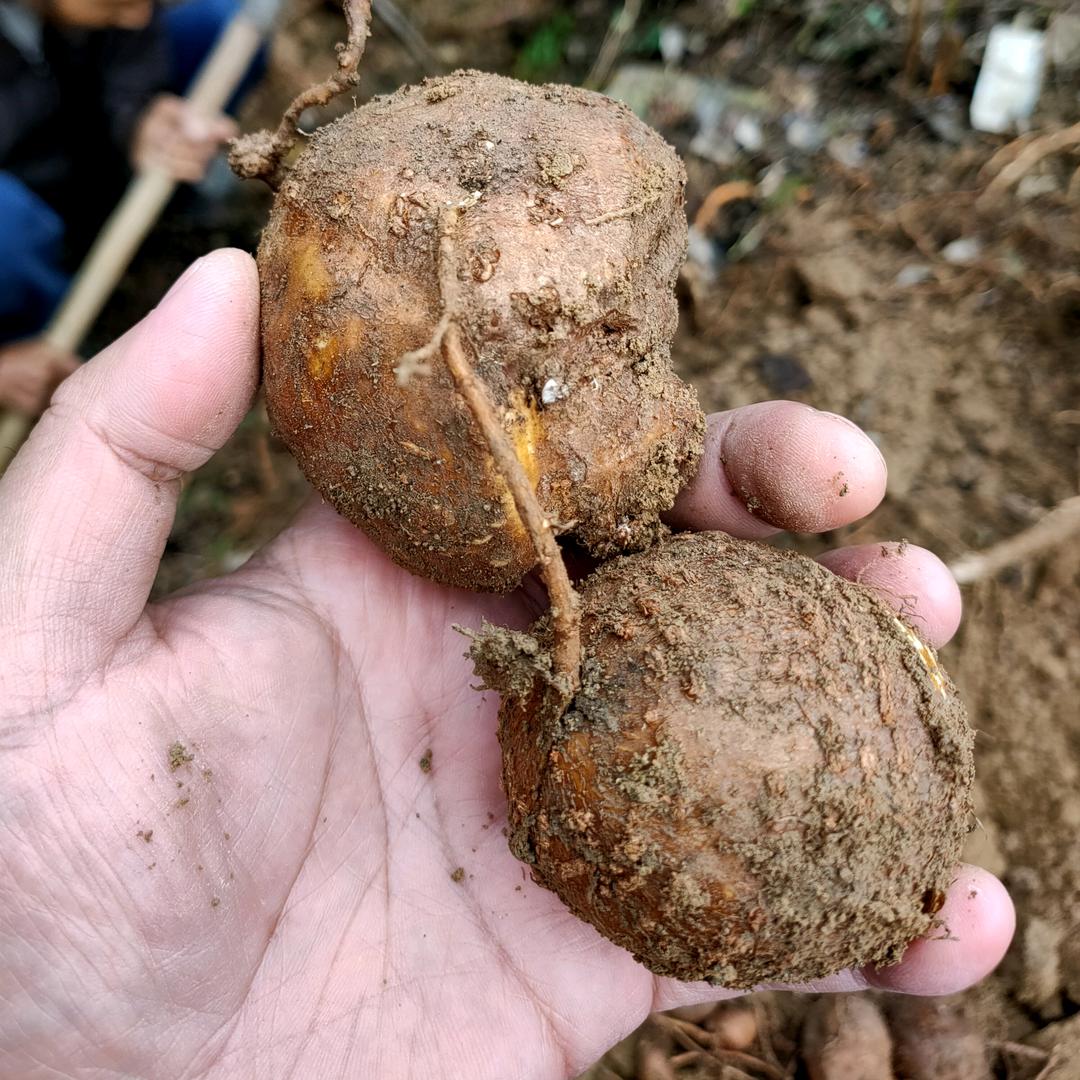 香芋哥