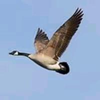 大鹅