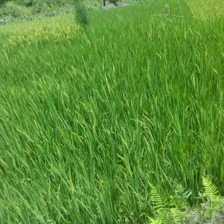 余@生
