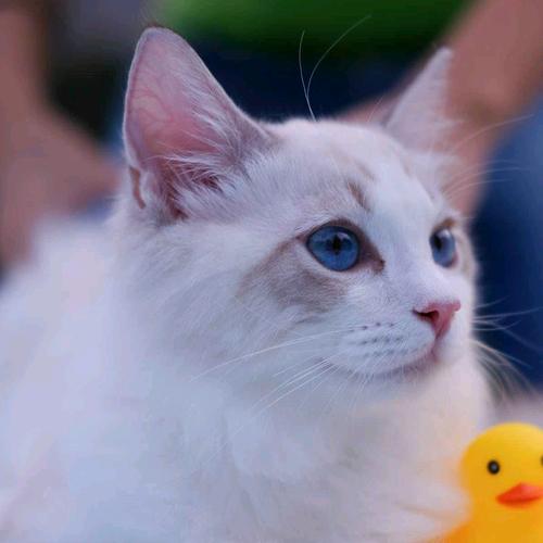 猫五