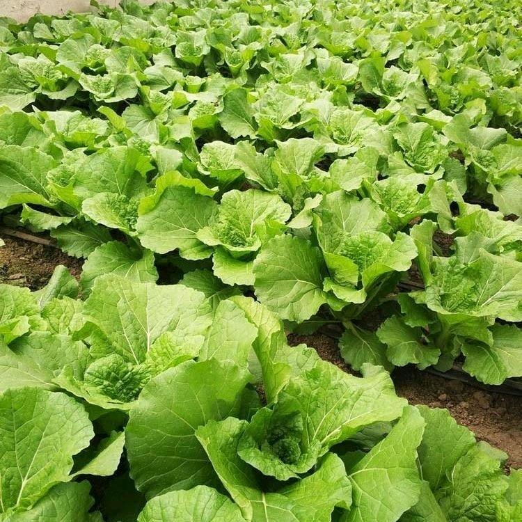 月佳东北特色好货店