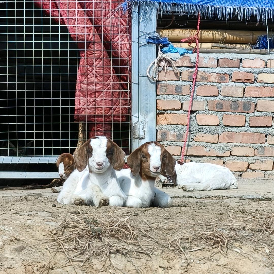 蒿坪镇王家河村驻村干部