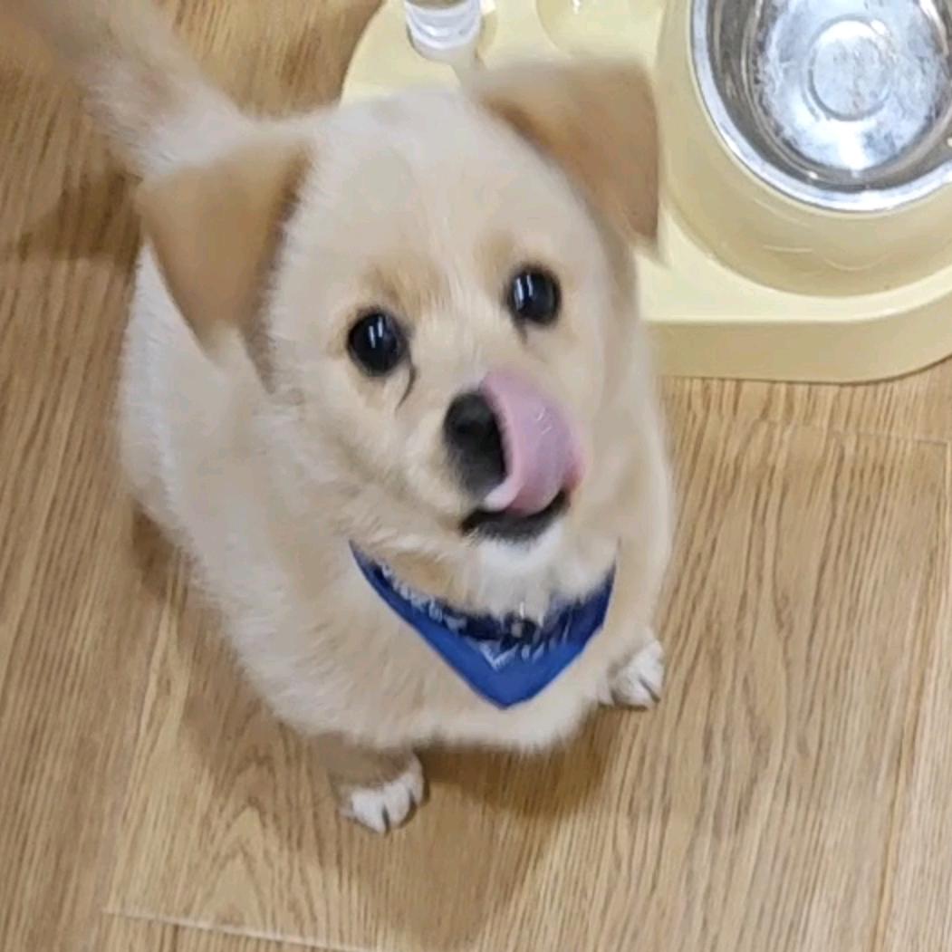 元宝修狗狗