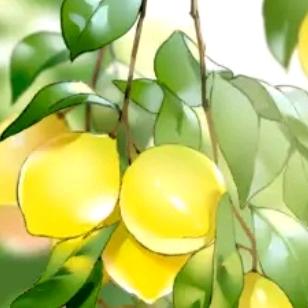 深夜★的柠檬NO酸