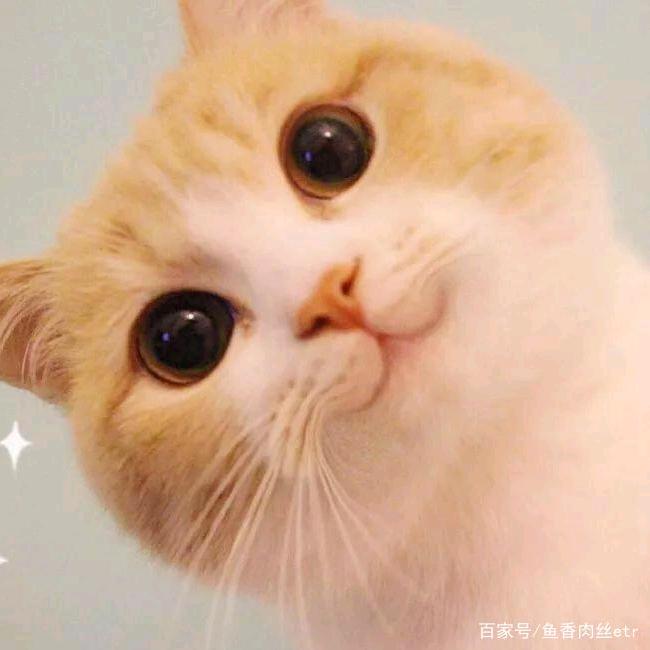 大桔