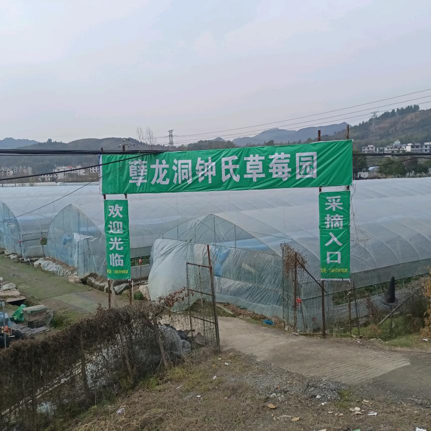 孽龙洞钟氏草莓园