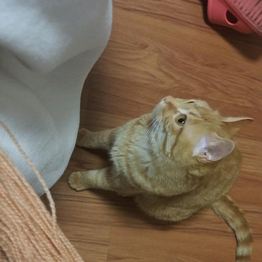 是猫猫呀