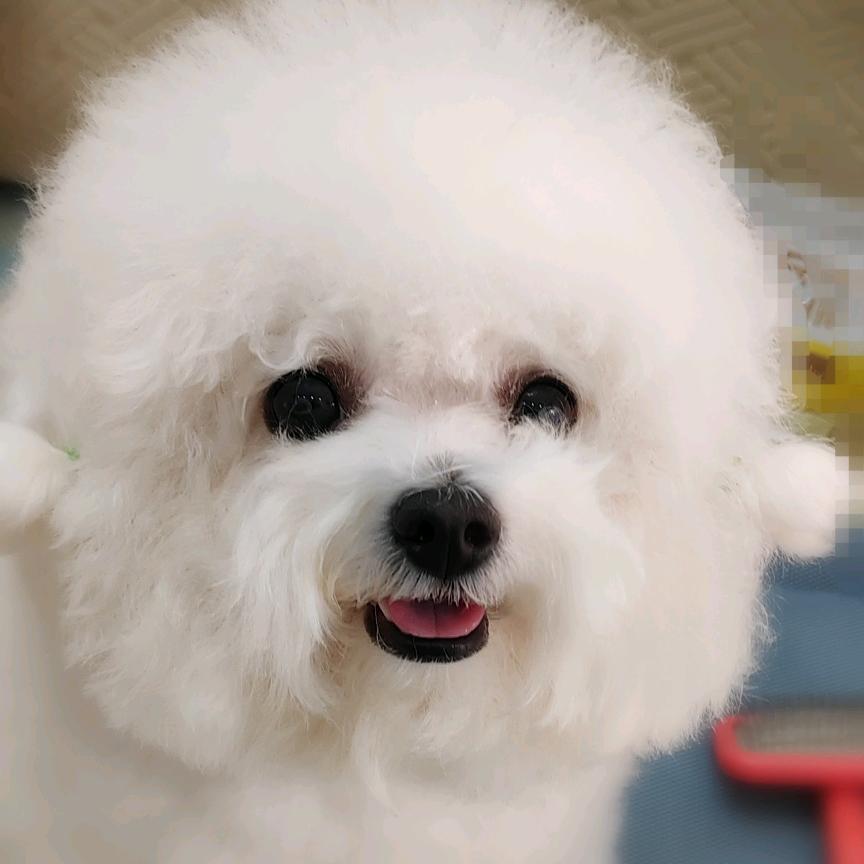 YoMi是一只小约呀