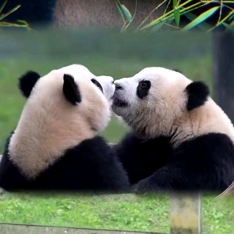 桃桃子🐼¹²⁸⁴ ⁺ ¹²⁸⁵