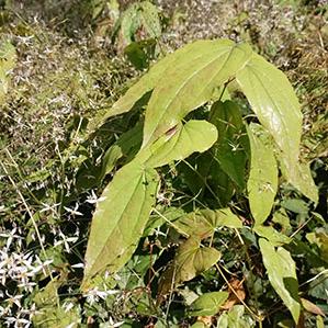 贵州淫羊藿种苗批发