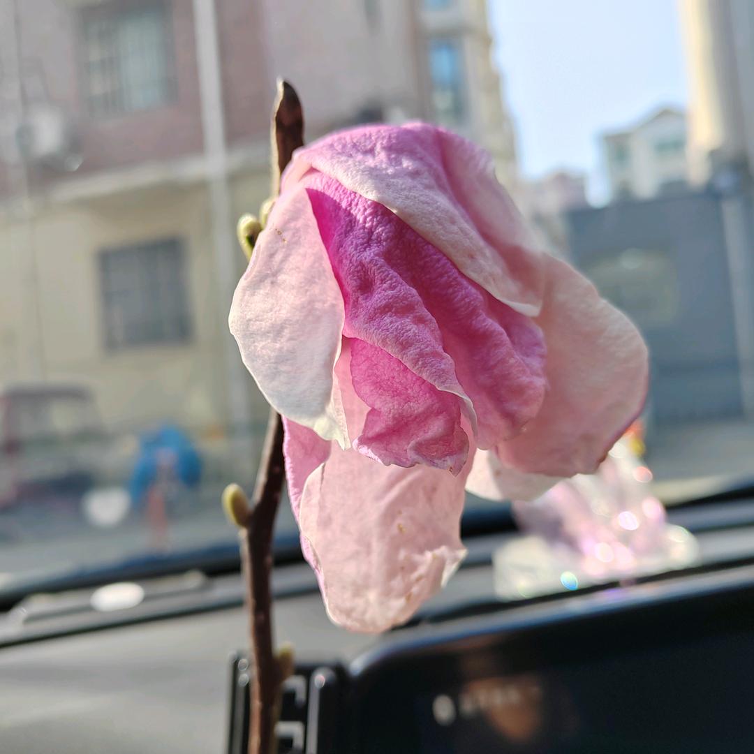 清风短剧