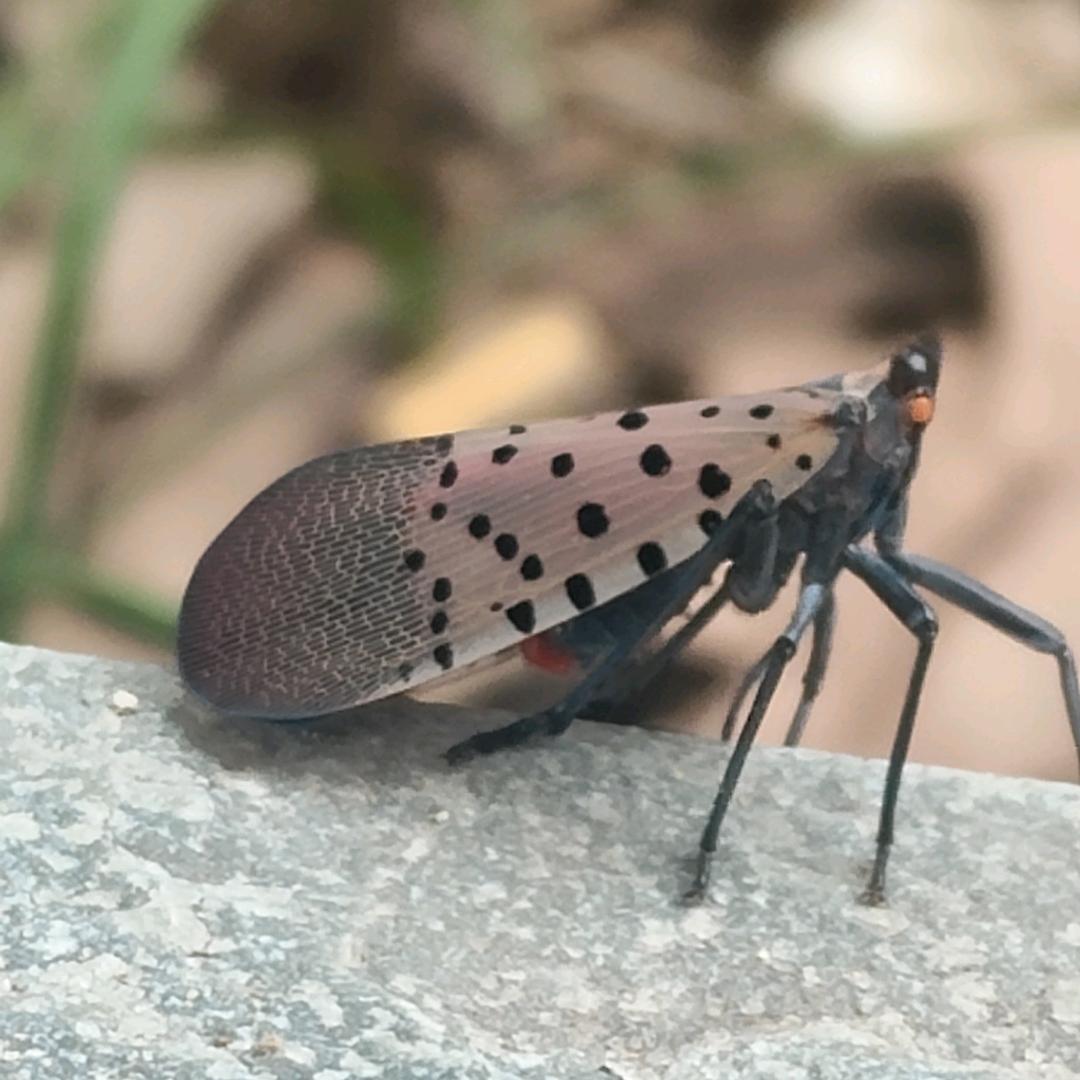 荷月AI
