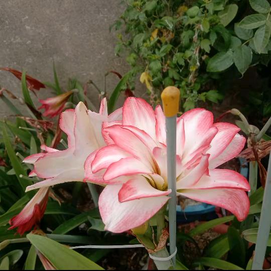 秀花