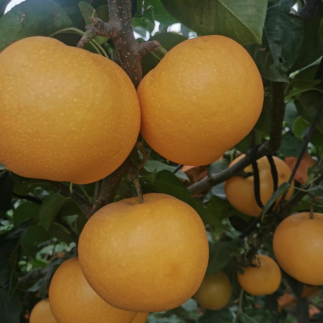 烟台沃丰农业一秋月梨基地