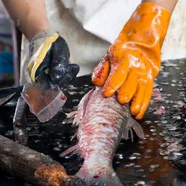 鱼大娘（秀秀妹）