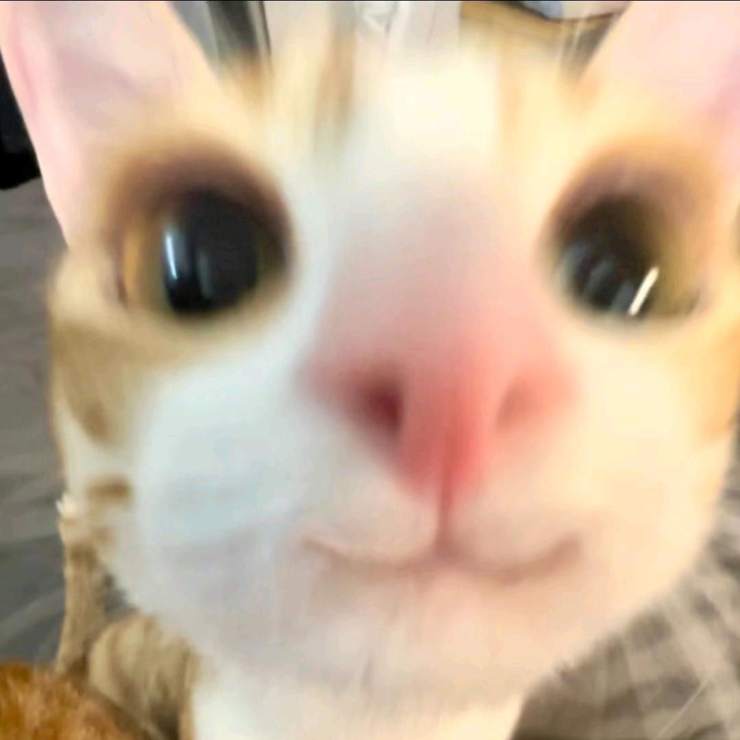 喵᳐喵᳐ ੭ﾞ