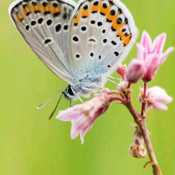 : ᭄顺心ᝰᩚ如亿ꦿ໌::