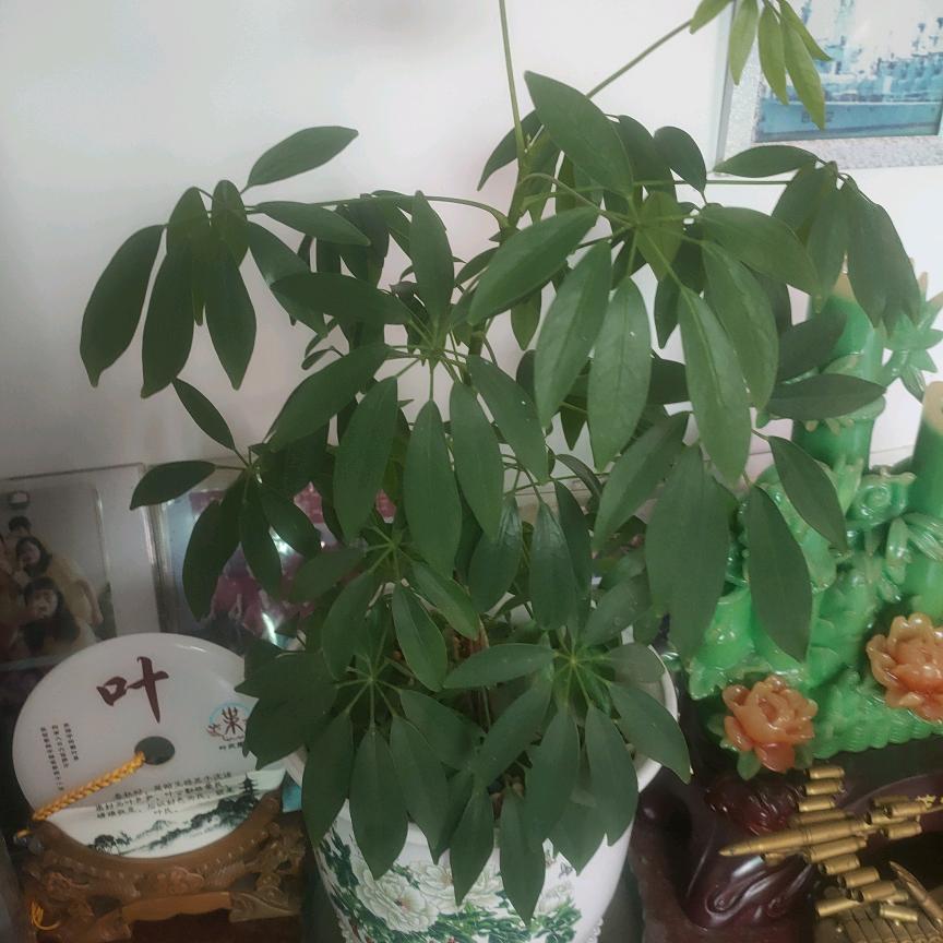 春风得意