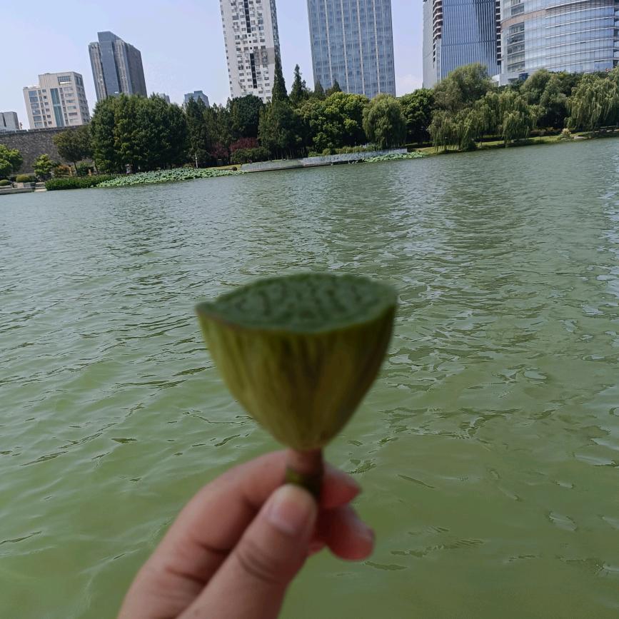 菊菊