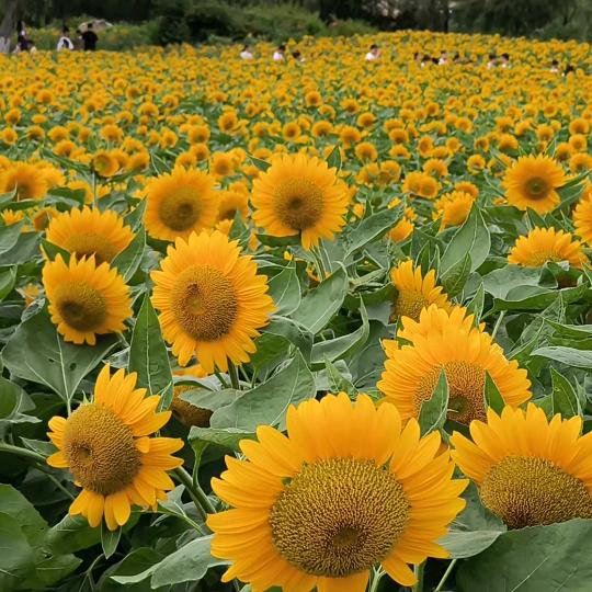 太阳☀️下的向日葵🌻