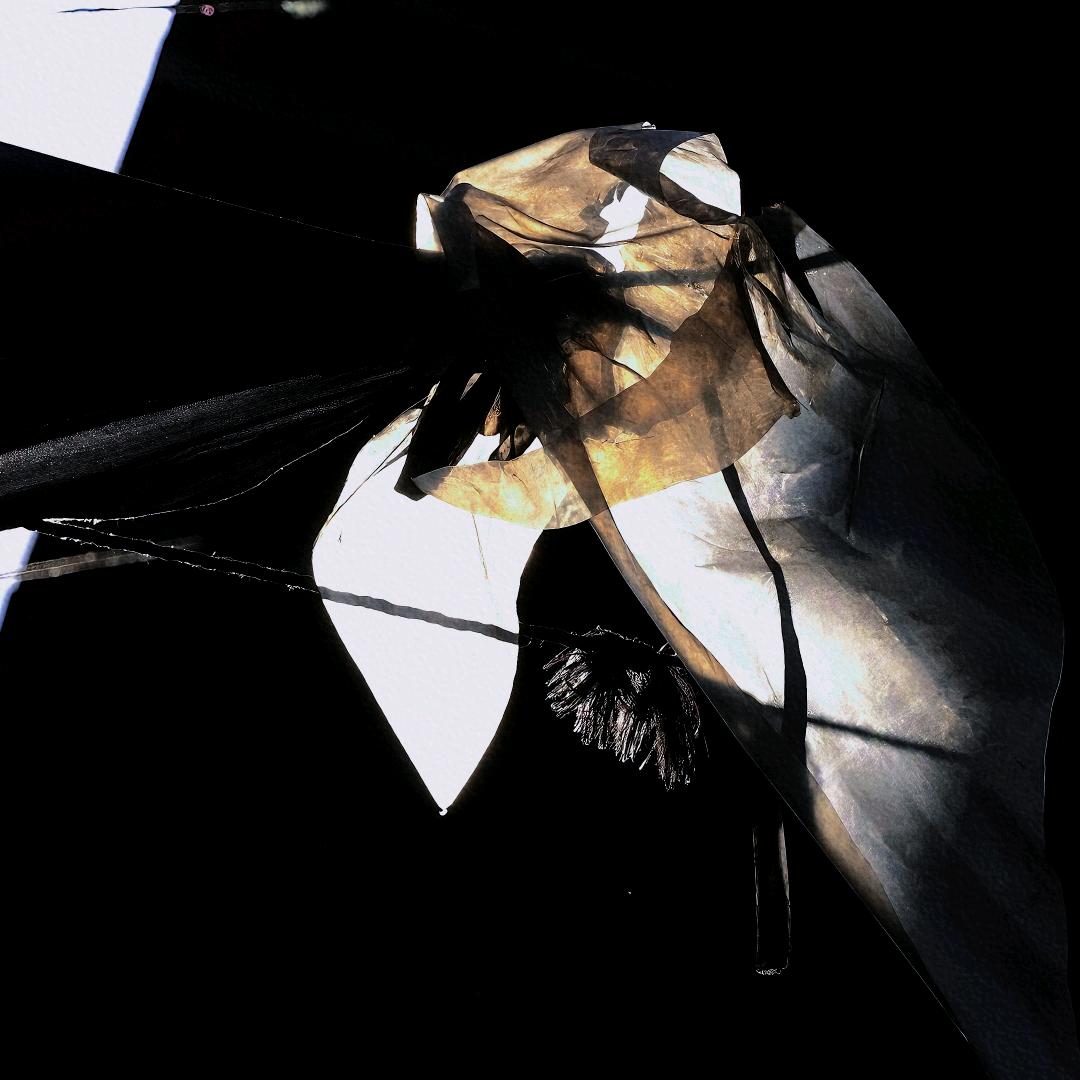 陪我去看胡杨林