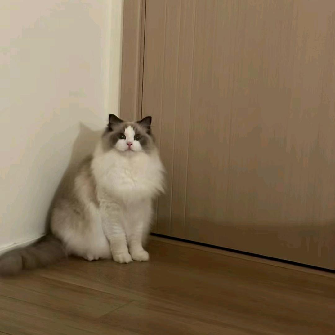 可乐喝可乐加冰