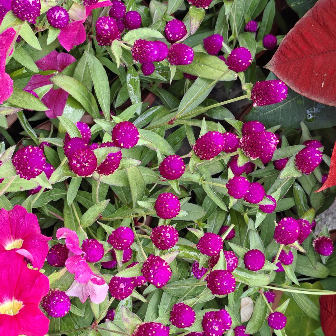 心想事成🍅🍊