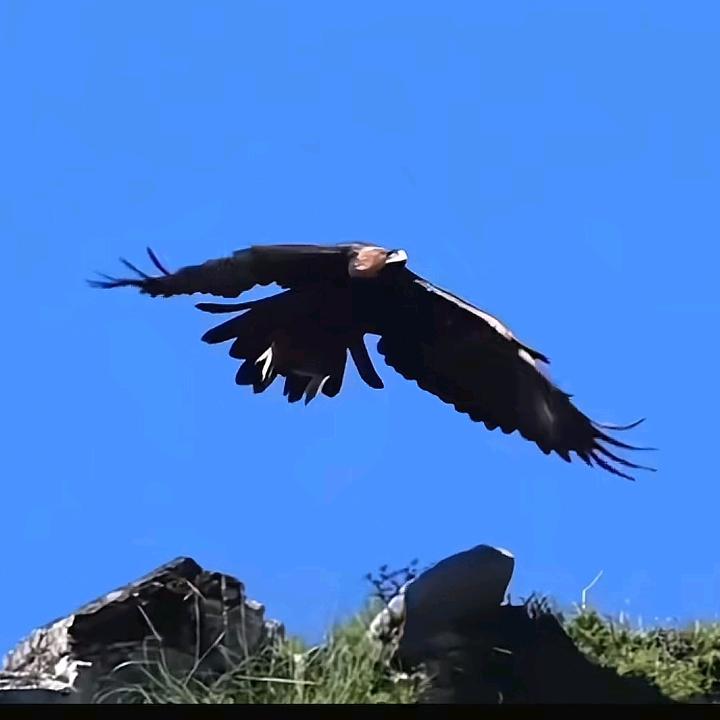 😎金堂✪ω✪范哥