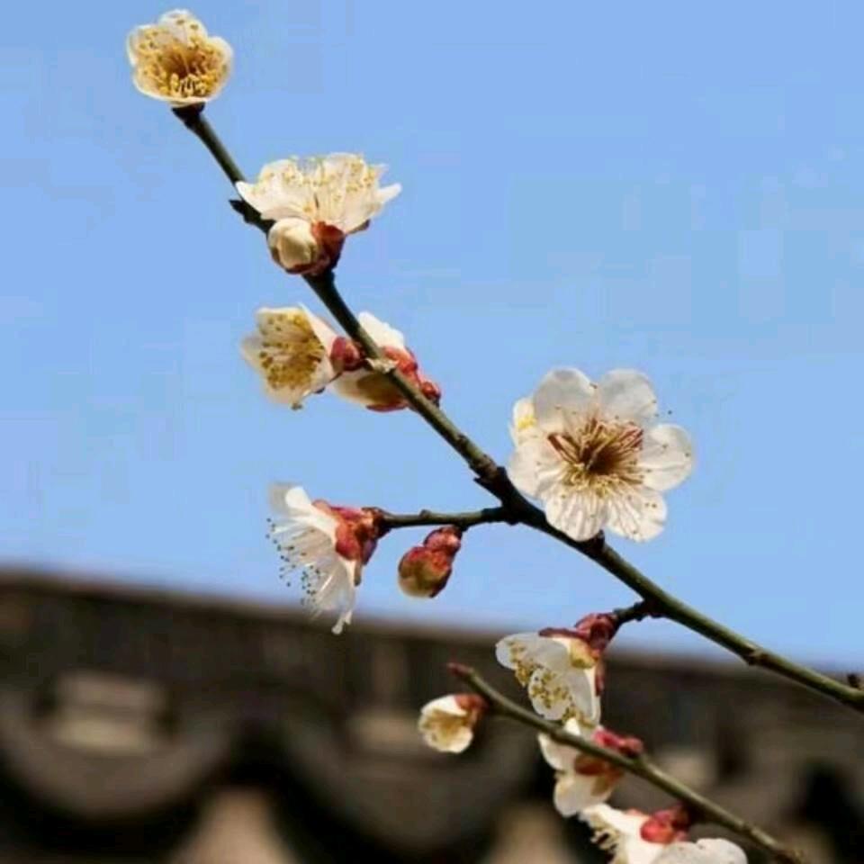 轻言淡语