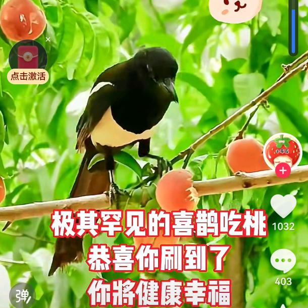 侯张